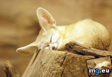 Tags: image (Pict. in Rehost)