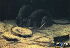Tags: two, rats, art, gogh, painting, paintings, van, vincent, architecture, antwerp (Pict. in Vincent van Gogh Paintings - 1883-86 Nuenen and Antwerp)