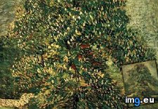 Tags: chestnut, tree, blossom, art, gogh, painting, paintings, van, vincent, vincentvangogh, paris (Pict. in Vincent van Gogh Paintings - 1886-88 Paris)