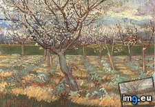Tags: apricot, trees, blossom, version, art, gogh, painting, paintings, van, vincent (Pict. in Vincent van Gogh Paintings - 1888-89 Arles)