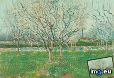 Tags: orchard, blossom, plum, trees, art, gogh, painting, paintings, van, vincent (Pict. in Vincent van Gogh Paintings - 1888-89 Arles)