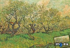 Tags: orchard, blossom, version, art, gogh, painting, paintings, van, vincent (Pict. in Vincent van Gogh Paintings - 1888-89 Arles)