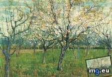 Tags: orchard, blossoming, apricot, trees, art, gogh, painting, paintings, van, vincent (Pict. in Vincent van Gogh Paintings - 1888-89 Arles)