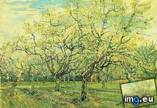 Tags: white, orchard, art, gogh, painting, paintings, van, vincent (Pict. in Vincent van Gogh Paintings - 1888-89 Arles)