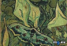 Tags: great, peacock, moth, art, gogh, painting, paintings, van, vincent (Pict. in Vincent van Gogh Paintings - 1889-90 Saint-Rémy)