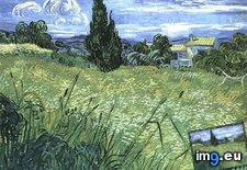 Tags: cypress, field, green, wheat (Pict. in Vincent van Gogh Paintings - 1889-90 Saint-Rémy)