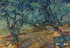 Tags: blue, bright, grove, olive, sky (Pict. in Vincent van Gogh Paintings - 1889-90 Saint-Rémy)