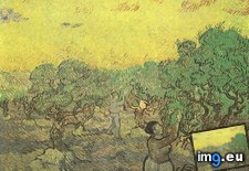 Tags: olive, grove, picking, figures, art, gogh, painting, paintings, van, vincent (Pict. in Vincent van Gogh Paintings - 1889-90 Saint-Rémy)