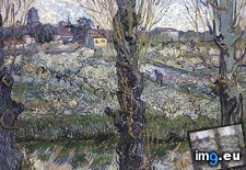 Tags: orchard, blossom, arles, art, gogh, painting, paintings, van, vincent (Pict. in Vincent van Gogh Paintings - 1888-89 Arles)