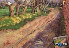 Tags: pollard, willows, art, gogh, painting, paintings, van, vincent (Pict. in Vincent van Gogh Paintings - 1888-89 Arles)