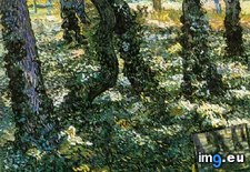 Tags: ivy, tree, trunks (Pict. in Vincent van Gogh Paintings - 1889-90 Saint-Rémy)