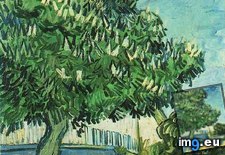 Tags: chestnut, tree, blossom, art, gogh, painting, paintings, van, vincent (Pict. in Vincent van Gogh Paintings - 1890 Auvers-sur-Oise)