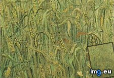 Tags: ears, wheat, art, gogh, painting, paintings, van, vincent (Pict. in Vincent van Gogh Paintings - 1890 Auvers-sur-Oise)