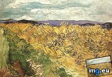 Tags: cornflowers, field, wheat (Pict. in Vincent van Gogh Paintings - 1890 Auvers-sur-Oise)