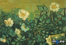 Tags: roses, wild (Pict. in Vincent van Gogh Paintings - 1889-90 Saint-Rémy)