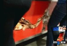 1995779-new ( #New) - 868 KB Tags: new (GIF in صور سكس متحركة)