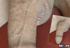 20250621_164317~2 ( ) - 578 KB Tags: (Pict. in New shaved cock for women)
