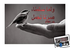 Tags: image (Pict. in Wadie 0)