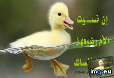 Tags: image (Pict. in Wadie 0)