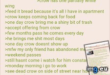 Tags: 4chan, anon, crow (Pict. in My r/4CHAN favs)