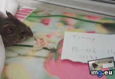 Tags: 4chan, anon, mouse, saves (Pict. in My r/4CHAN favs)