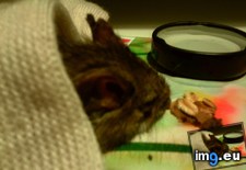 Tags: 4chan, anon, mouse, saves (Pict. in My r/4CHAN favs)