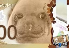 Tags: 4chan, bill, canadian, design, dollar, feminists, helps (Pict. in My r/4CHAN favs)