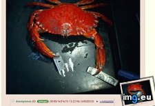 Tags: 4chan, krabs (Pict. in My r/4CHAN favs)