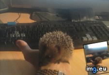 Tags: 4chan, hedgehog (Pict. in My r/4CHAN favs)