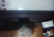 Tags: 4chan, hedgehog (Pict. in My r/4CHAN favs)