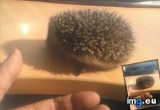 Tags: 4chan, hedgehog (Pict. in My r/4CHAN favs)
