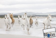 Tags: beach, day, horses (Pict. in Beautiful photos and wallpapers)