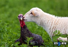 Tags: farm, kansas, kiss, lamb, lindsborg, turkey (Pict. in Bing Photos November 2012)