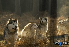 Tags: 1366x768, pack, wallpaper, wolves (Pict. in Animals Wallpapers 1366x768)