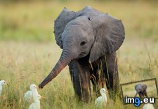 Tags: 1366x768, elephant, small, wallpaper (Pict. in Animals Wallpapers 1366x768)