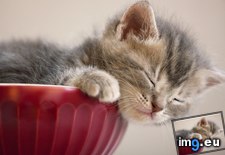 Tags: siesta, snackbowl (Pict. in Beautiful photos and wallpapers)
