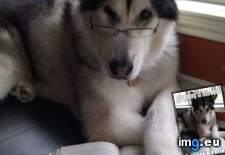 Tags: book, dog, funny, meme (Pict. in Rehost)