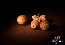 Tags: 1366x768, acorn, wallpaper (Pict. in Food and Drinks Wallpapers 1366x768)