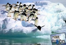Tags: adelie, antarctica, penguins (Pict. in Beautiful photos and wallpapers)