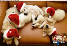 Tags: adorable, christmas, puppies (Pict. in Cute Puppies)