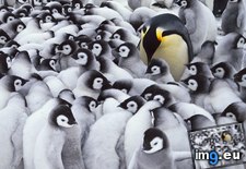 Tags: adult, antarctica, chicks, emperor, penguins (Pict. in Beautiful photos and wallpapers)