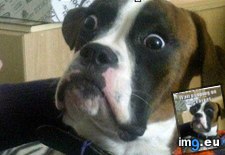 Tags: advice, animal, animals, baffled, boxer, but, color, compliments, memes (Pict. in LOLCats, LOLDogs and cute animals)