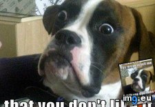 Tags: advice, animal, animals, baffled, boxer, but, for, fun, memes (Pict. in LOLCats, LOLDogs and cute animals)