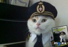 Tags: advice, animal, animals, captain, kitteh, memes, parachutes (Pict. in LOLCats, LOLDogs and cute animals)