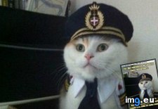 Tags: advice, all, animal, animals, captain, get, kitteh, memes, perks (Pict. in LOLCats, LOLDogs and cute animals)