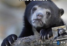 Tags: advice, animal, animals, bear, catchy, confession, memes (Pict. in LOLCats, LOLDogs and cute animals)