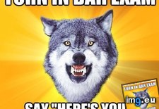 Tags: advice, animal, animals, boss, courage, memes, tests, wolf (Pict. in LOLCats, LOLDogs and cute animals)