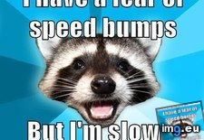Tags: advice, animal, animals, coon, crazy, driving, lame, memes, pun (Pict. in LOLCats, LOLDogs and cute animals)