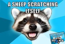Tags: advice, animal, animals, coon, eyes, lame, memes, pulled, pun, wool (Pict. in LOLCats, LOLDogs and cute animals)