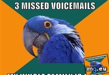 Tags: advice, all, animal, animals, fault, memes, paranoid, parrot (Pict. in LOLCats, LOLDogs and cute animals)